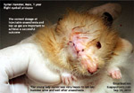 syrian eye injured prolapsed luxated fight with other hamster enucleation toa payoh vets singapore