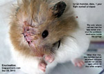 syrian eye injured prolapsed luxated fight with other hamster enucleation toa payoh vets singapore