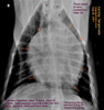 labrador retriever, male, 8 years, skin swellings, cardiac tamponade, toapayohvets, singapore