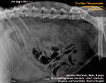 labrador retriever, male, 8 years, skin swellings, cardiac tamponade, toapayohvets, singapore