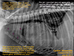 labrador retriever, male, 8 years, skin swellings, cardiac tamponade, toapayohvets, singapore