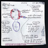 cardiac tamponade, labrador retriever, 8 years 