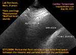 Labrador Retriever, Male, 8 years, short of breath, transthoracic echocardiography, toapayohvets, singapore