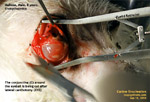 very severe eye infection for >4 weeks endopthalmitis dog toapayohvets enucleation singapore