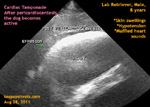 Labrador Retriever, Male, 8 years, short of breath, transthoracic echocardiography, toapayohvets, singapore
