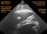 Labrador Retriever, Male, 8 years, short of breath, transthoracic echocardiography, toapayohvets, singapore