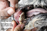 fast-growing malignant cheek tumour miniature schnauzer with poor oral hygiene  toapayohvets singapore 