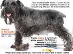 Bladder crepitus + haematuria, miniature schnauzer, female, 5 years, urinary stones, toapayohvets singapore