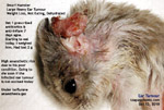 Be kind to dwarf hamsters. Get your vet to excise the ear tumours when they are small. Toa Payoh Vets, Singapore