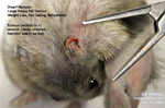 Be kind to dwarf hamsters. Get your vet to excise the ear tumours when they are small. Toa Payoh Vets, Singapore