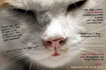 cat malignant cellular infiltrate, likely a malignant melanoma of the nose - toa payoh vets singapore