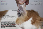 cat malignant cellular infiltrate, likely a malignant melanoma of the nose - toa payoh vets singapore