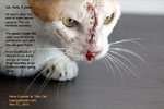 nose cancer 8 year old cat malignant tumour inside nose, toa payoh vets