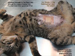 cat spay, xylazine-ketamine IM combination anaesthesia injection Toa Payoh Vets