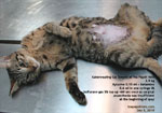 cat spay, xylazine-ketamine IM combination anaesthesia injection Toa Payoh Vets