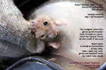 dwarf hamster, dandruff, scales, skin ulcers, infections, cellulitis, toapayohvets, singapore