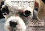 histopathology - inflamed eyelid granulomas shih tzu puppy 3 months, toapayohvets