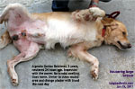 Neuter, vaccinate, dental scaling, 3 years old, Golden Retriever, toapayohvets, singapore, dog