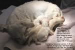 emergency caesarean section maltese toa payoh vets 3 am, Saturday, 2011, singapore