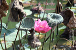 Lotus flower Design Travel Pte Ltd, Singapore