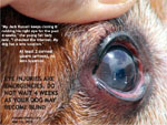 Eye corneal ulcers can lead to eyeball rupture and loss of eye-sight. Toa Payoh Vets