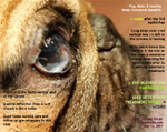 pug corneal ulcer deep extensive - healing slowly 6th week after vet 3rd eyelid flap toapayohvets singapore