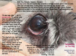 paraparesis, corneal ulceration, 3 warts, 10-year-old Shih Tzu. Toa Payoh Vets,Singapore