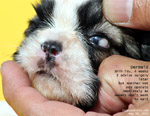 dermoid, teratoma, shih tzu puppy, toa payoh vets, singapore