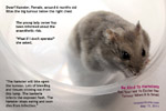 Be kind to dwarf hamsters. Don't wait till tumour becomes large to ask your vet to excise it. Toa Payoh Vets