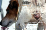 jack russell, 5 years, not spayed, vulval labia tumour grows larger, toapayohvets singapore