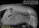 Bloated abdomen and shivering complaint - maltese - toapayohvets,singapore