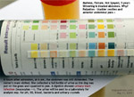 mid-stream urine collection from the female dog is best for analysis as it is not contaminated. toa payoh vets