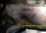 benign adenomas keep spreading and irritating the dog. A 14-year-old chihuahua, toapayohvets, singapore