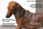 old dachshund encapsulated abscess drained, hock melanoma excised, toapayohvets