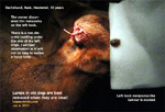 old dachshund encapsulated abscess drained, hock melanoma excised, toapayohvets