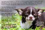 a good apple-domed head handsome male monorchid Chihuahua being adopted by a good family, toapayohvets, singapore