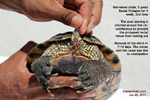 rectal prolapse, one week, red-eared glider, terrapin, toapayohvets, singapore