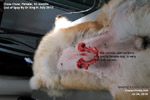 Chow Chow, spayed around 2-3 months after heat, no bleeding, toapayohvets, singapore