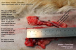 Chow Chow, spayed around 2-3 months after heat, no bleeding, toapayohvets, singapore