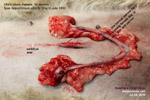 Chow Chow, spayed around 2-3 months after heat, no bleeding, toapayohvets, singapore