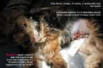 rare case of pyometra in a very young female dog, 10-month-old silkie terrier, spayed now. toapayohvets, singapore