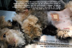 rare case of pyometra in a very young female dog, 10-month-old silkie terrier, spayed now. toapayohvets, singapore