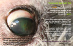 damage to the cornea will be stained green by fluorescein dye, toapayohbets, singapore
