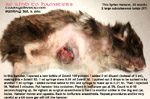 two massive subcutaneous tumours chest syrian hamster anaesthesia toapayohvets singapore