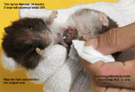 two massive subcutaneous tumours chest syrian hamster anaesthesia toapayohvets singapore