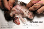 two massive subcutaneous tumours chest syrian hamster anaesthesia toapayohvets singapore