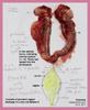 passing pus from the vagina for the past 5 months. very old dog. surgery. pyometra. toapayohvets, singapore