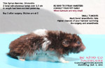 two massive subcutaneous tumours chest syrian hamster anaesthesia toapayohvets singapore