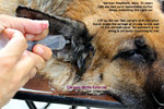Painful ears, old big breeds, German Shepherd, Alsatian need proper sedation, ear irrigation. Toa Payoh Vets