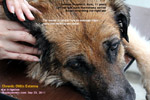 Painful ears, old big breeds, German Shepherd, Alsatian need proper sedation, ear irrigation. Toa Payoh Vets